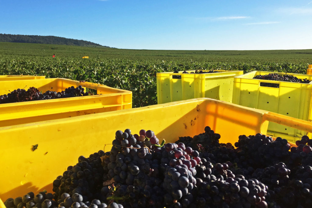 vendanges en champagne