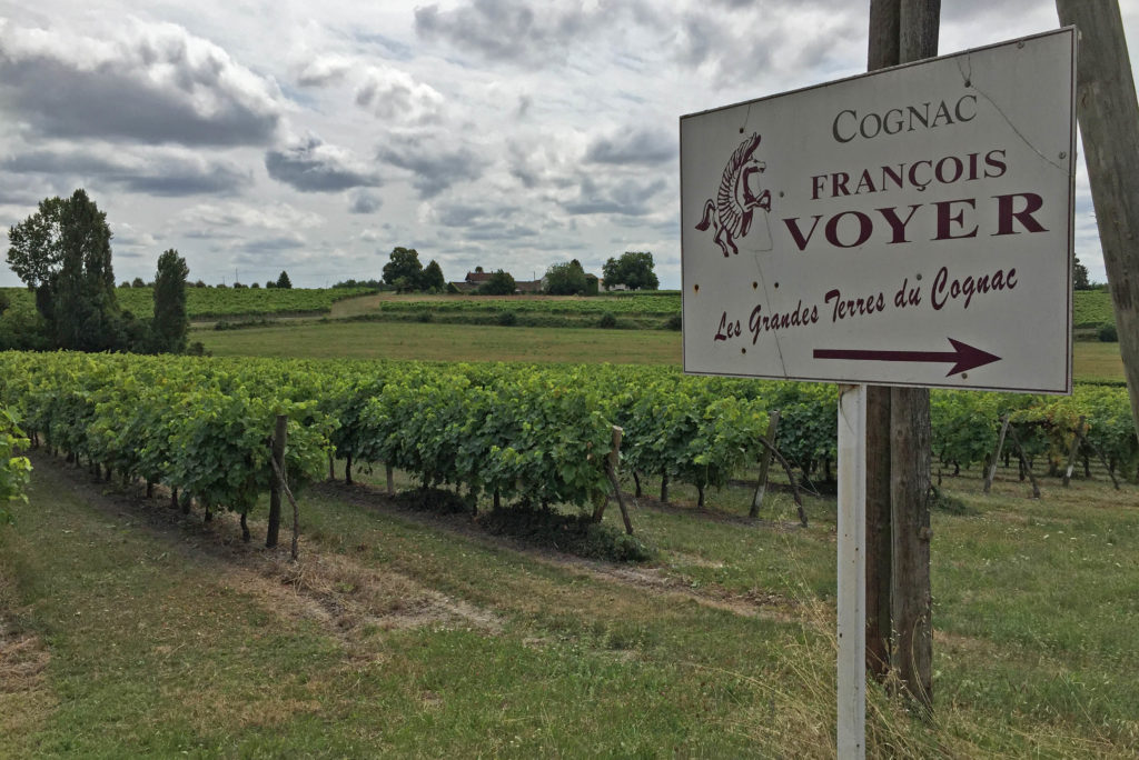 vignes cognac