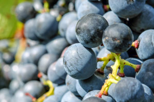 Lire la suite à propos de l’article 2 mai : atelier vins « À la découverte des cépages »