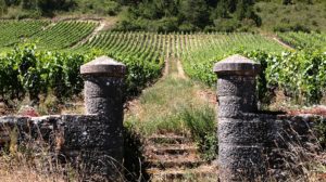 Lire la suite à propos de l’article 27 novembre : atelier vins « Spécial Bourgogne »